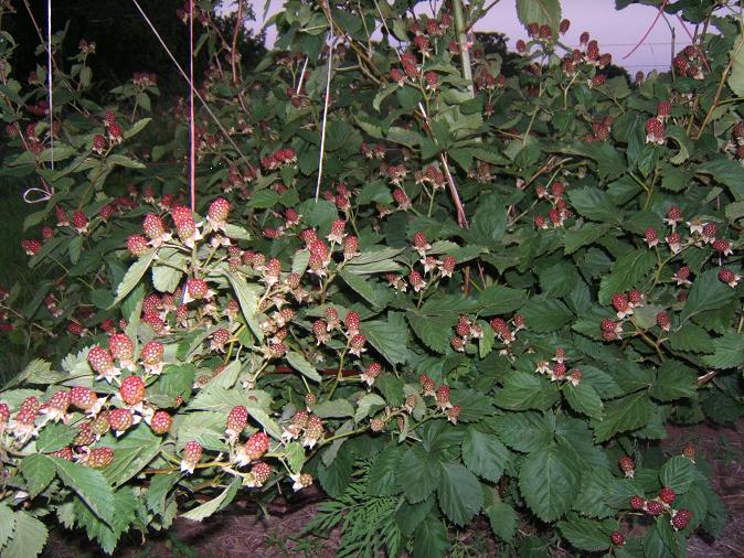 Apache Blackberries turning red June 2008